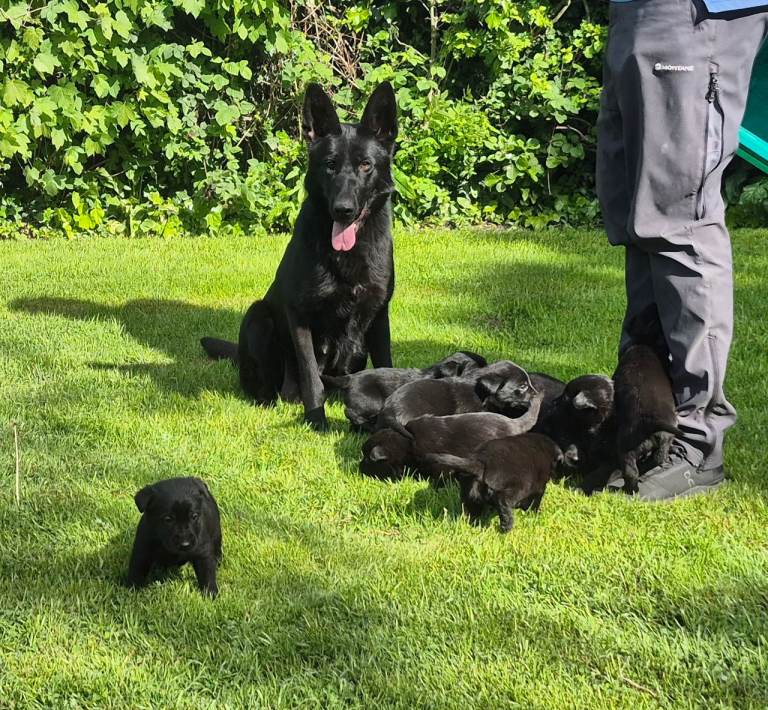 Shepradors
