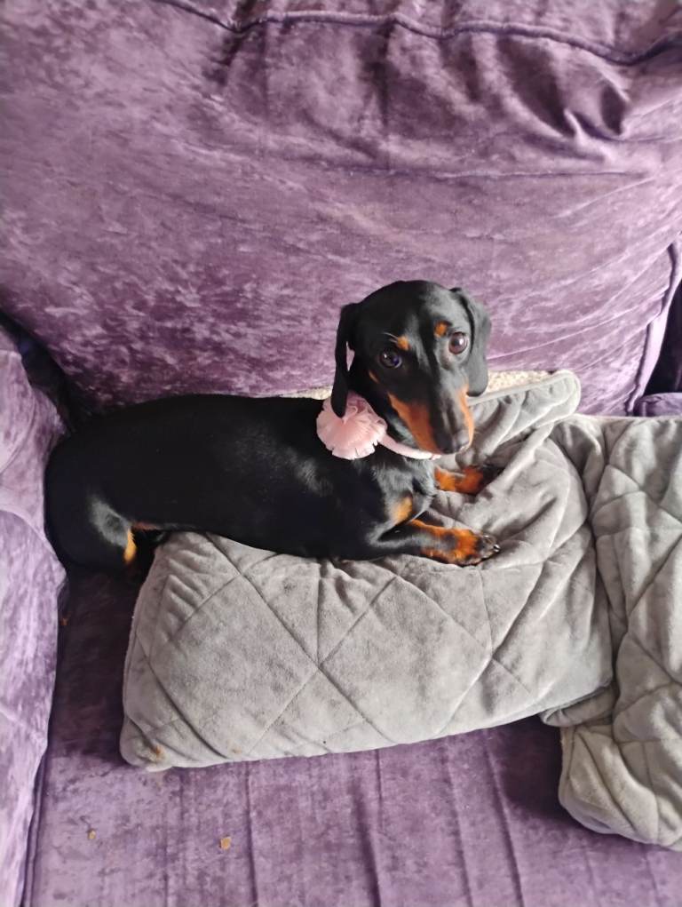 Sausage dog
