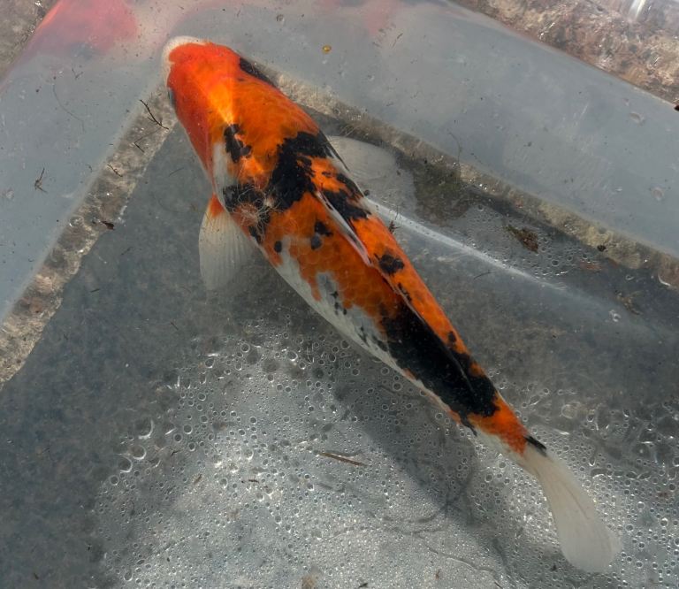 Koi 