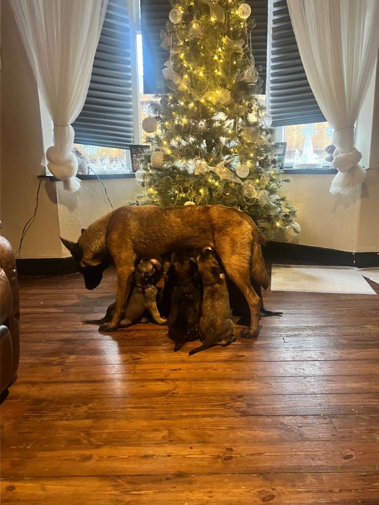 Belgium Mali x shepherd 