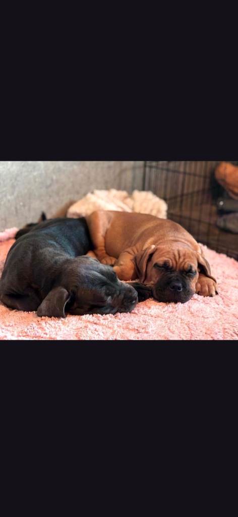 Last 2 cane corso pups