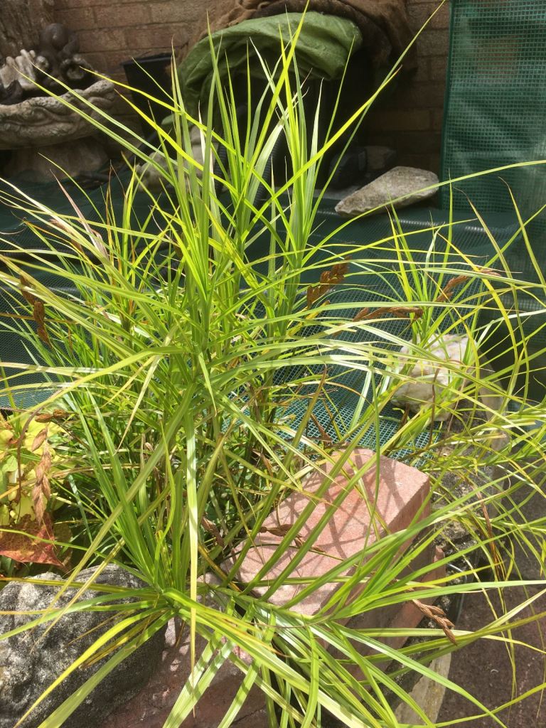 Pond Grasses, used for oxygenating fish ponds 