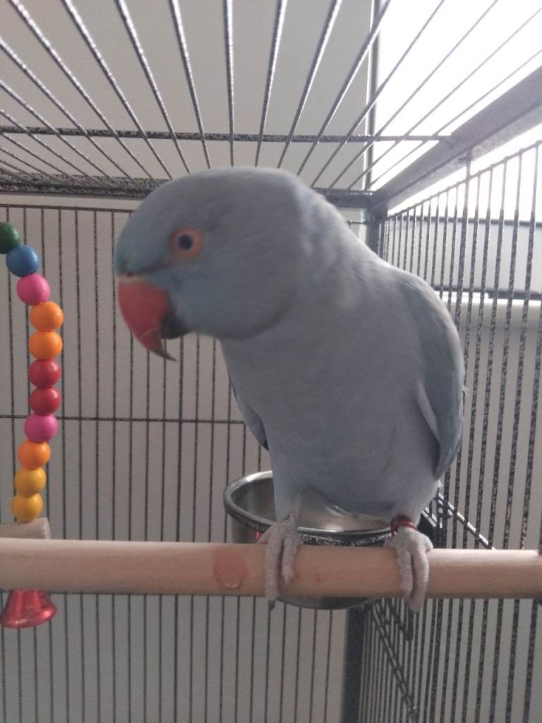 Blue Indian ringneck  parrot and cage