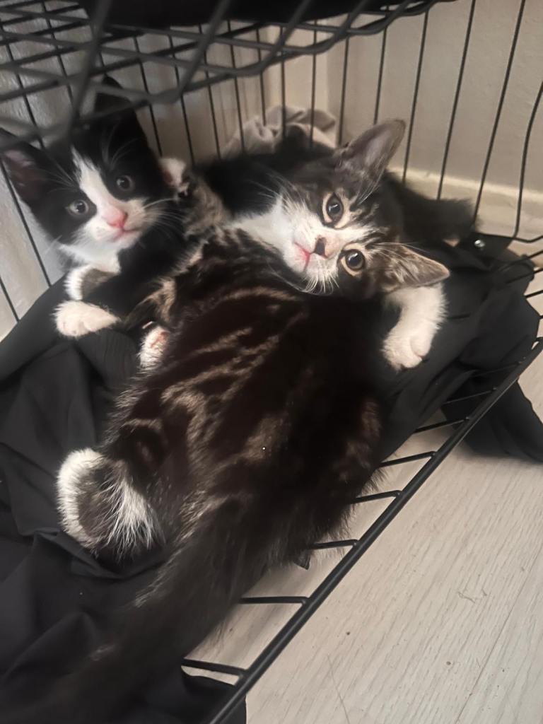Tabby (female black and white (male) 