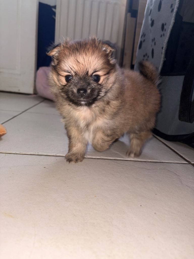 Pomchi boy looking for his forever home 🐶🐾