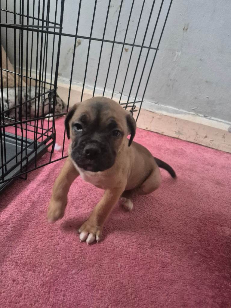 Cane corso mix puppies 