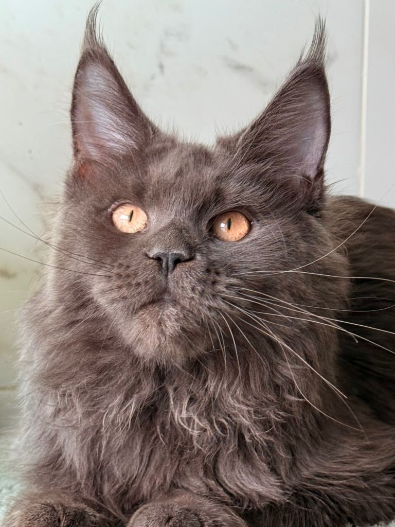 Stunning BLUE Main coon  kitten 