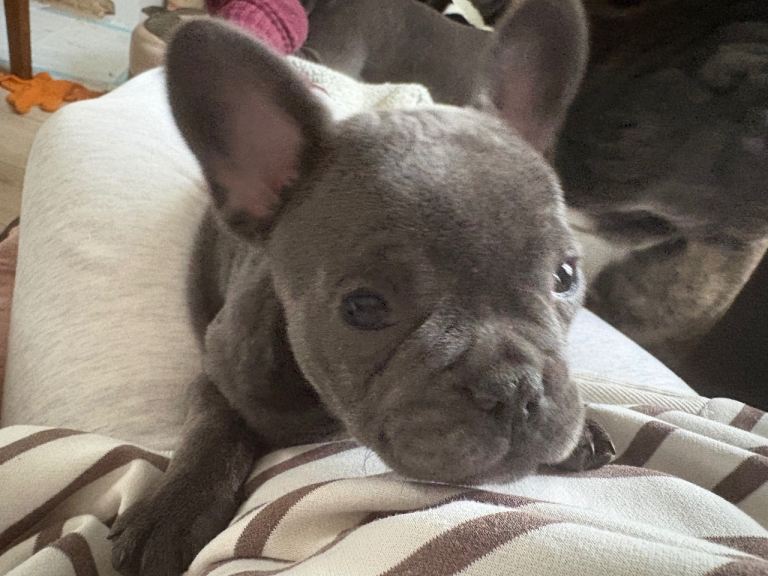 1 tiny blue french bulldog girl left ready to go