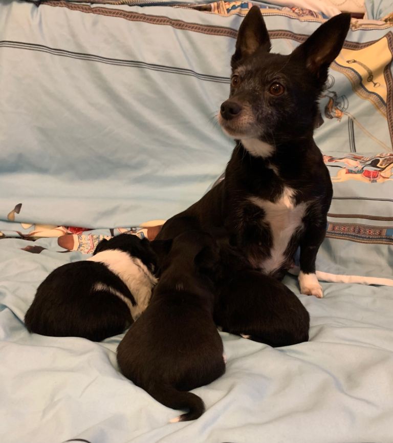 chihuahua x Jack Russell puppies 3X