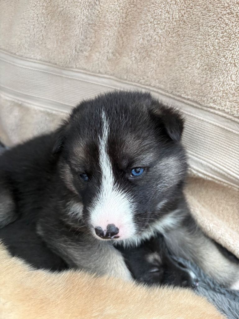 Stunning Shepsky Puppies