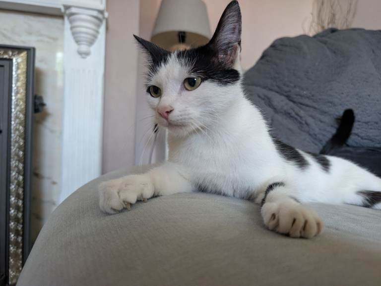 Black and white female cat 2 years old
