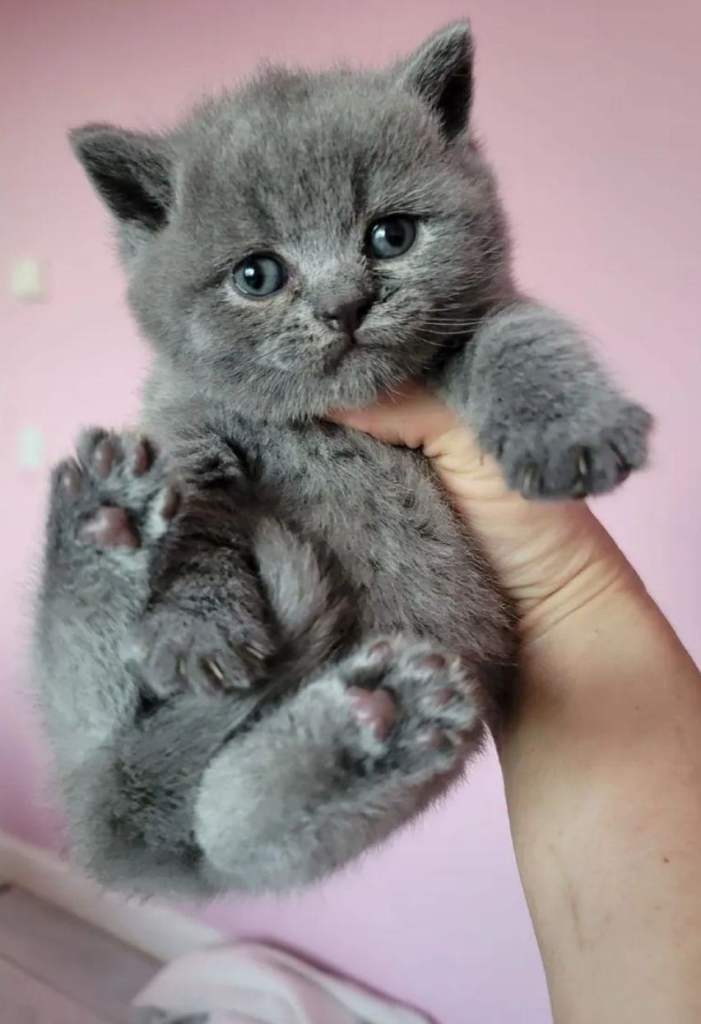 British shorthair kittens in search for forever homes