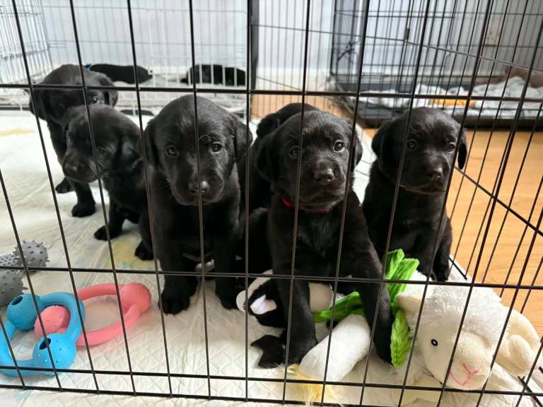 Black Labrador puppies ( UPDATED )