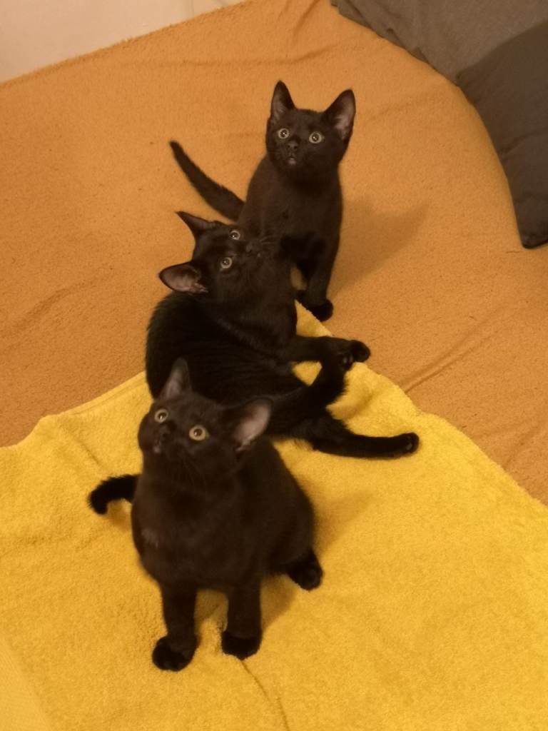 MIX BOMBAY KITTENS FOR SALE 