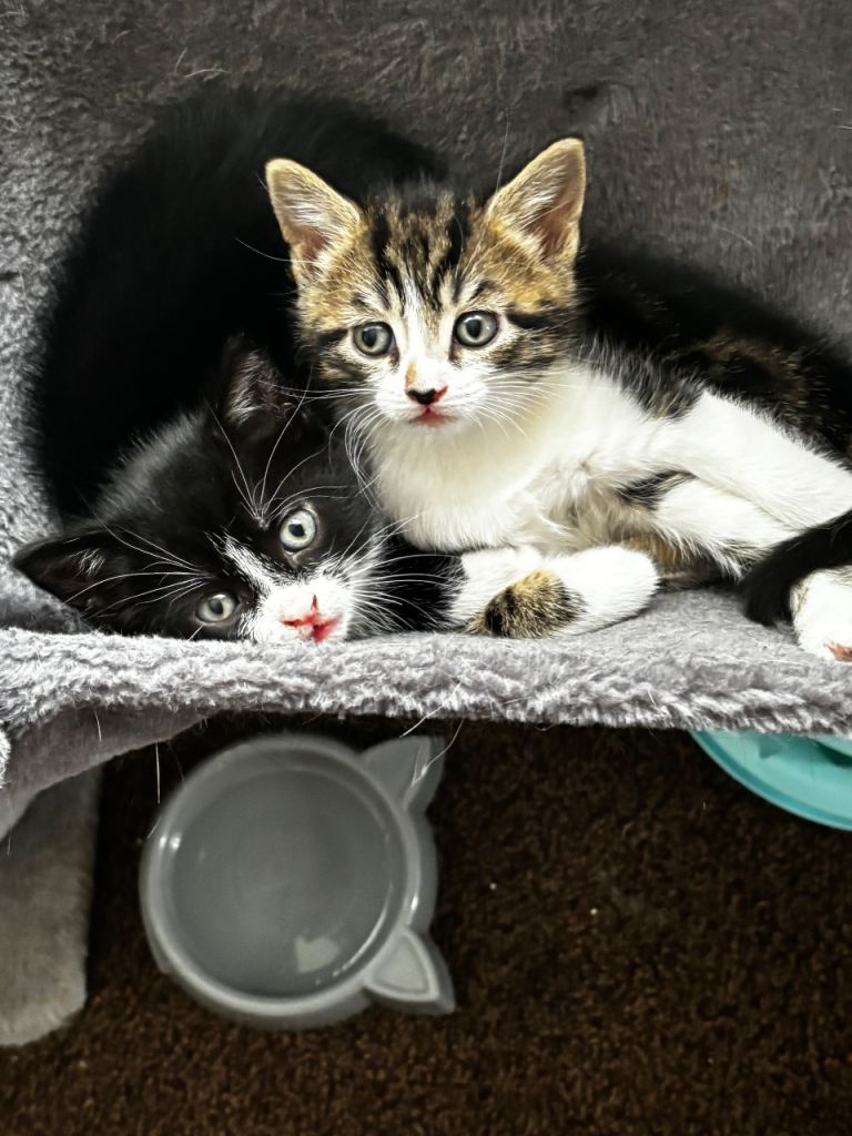 2 beautiful kittens