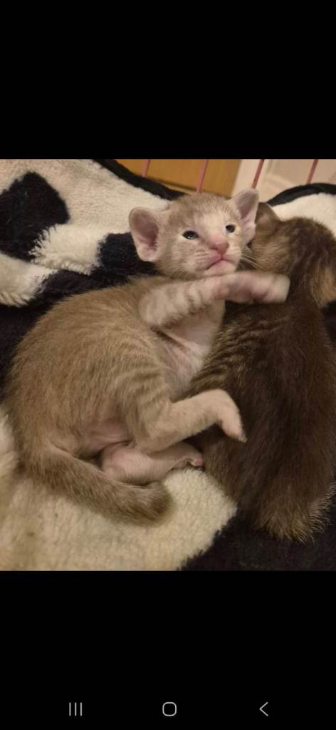Oriental kittens 