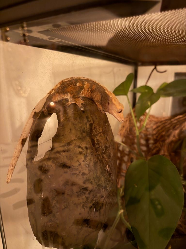 Crested gecko 