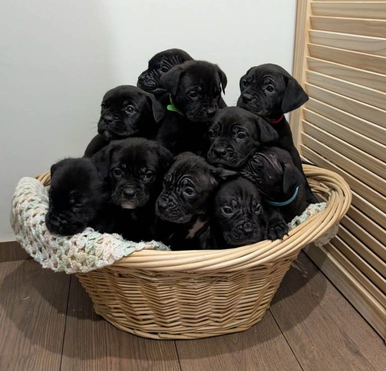Cane corso puppies full cane corso