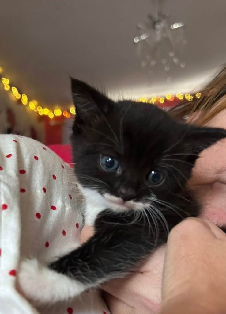 Kitten for sale 