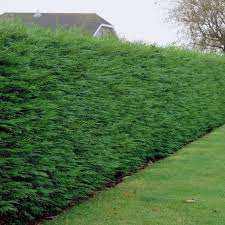 Leylandii hedging plants (Cupressocyparis Leylandii) 