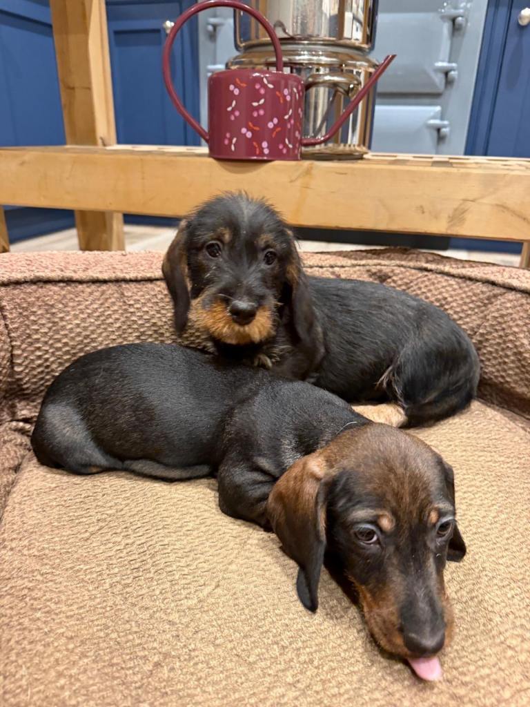6 long haired dachshund pups