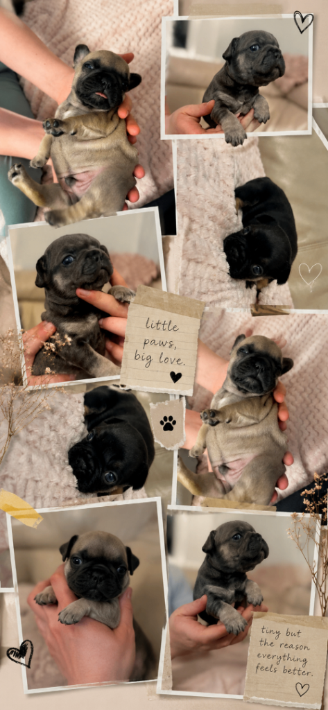 French bulldog puppies 