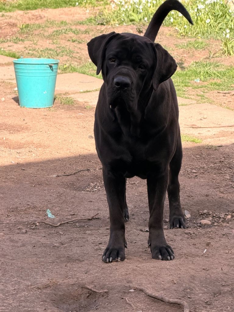 Dogs for a new home 