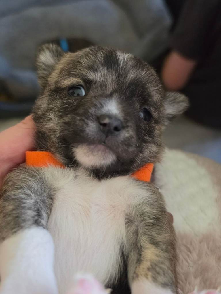 RARE brindle chihuahua puppy