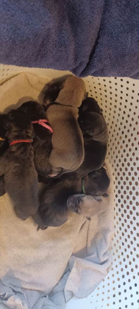 Staff x pups for sale  (ALL ARE NOW PENDING SALE AS ONLY WAS 2 LEFT SORRY)