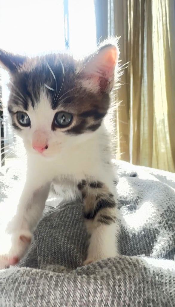 2 male 2 female ready to be rehomed 