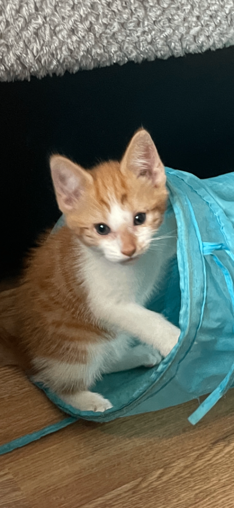 Kittens Looking for a forever family 