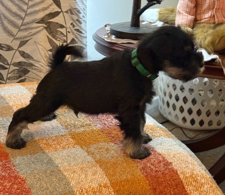 SHOW QUALITY MINIATURE SCHNAUZER 