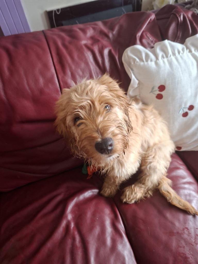 Cocker spaniel/jack russel