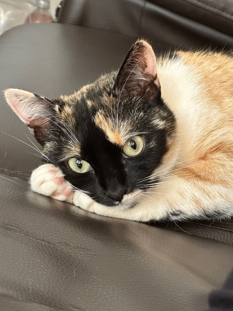 Sweet, Friendly Female Cat Looking for a Loving Home