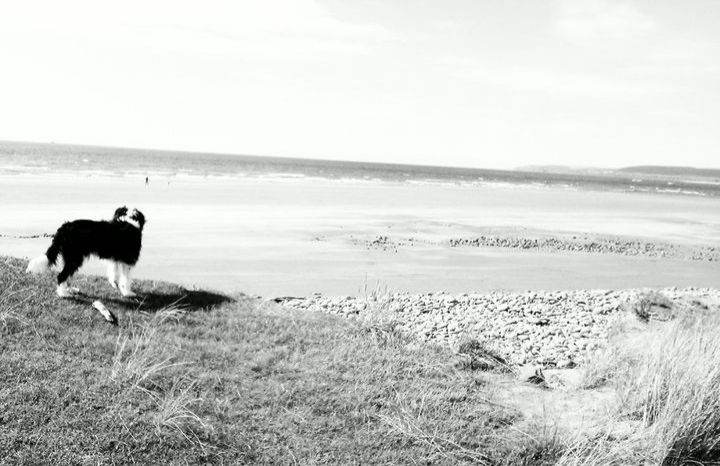 Dog walking,petsitting,cleaning 