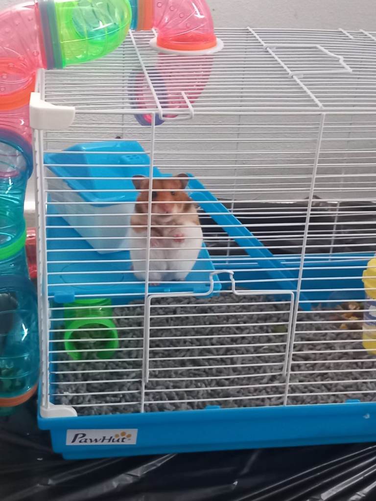 Female syrian hamster