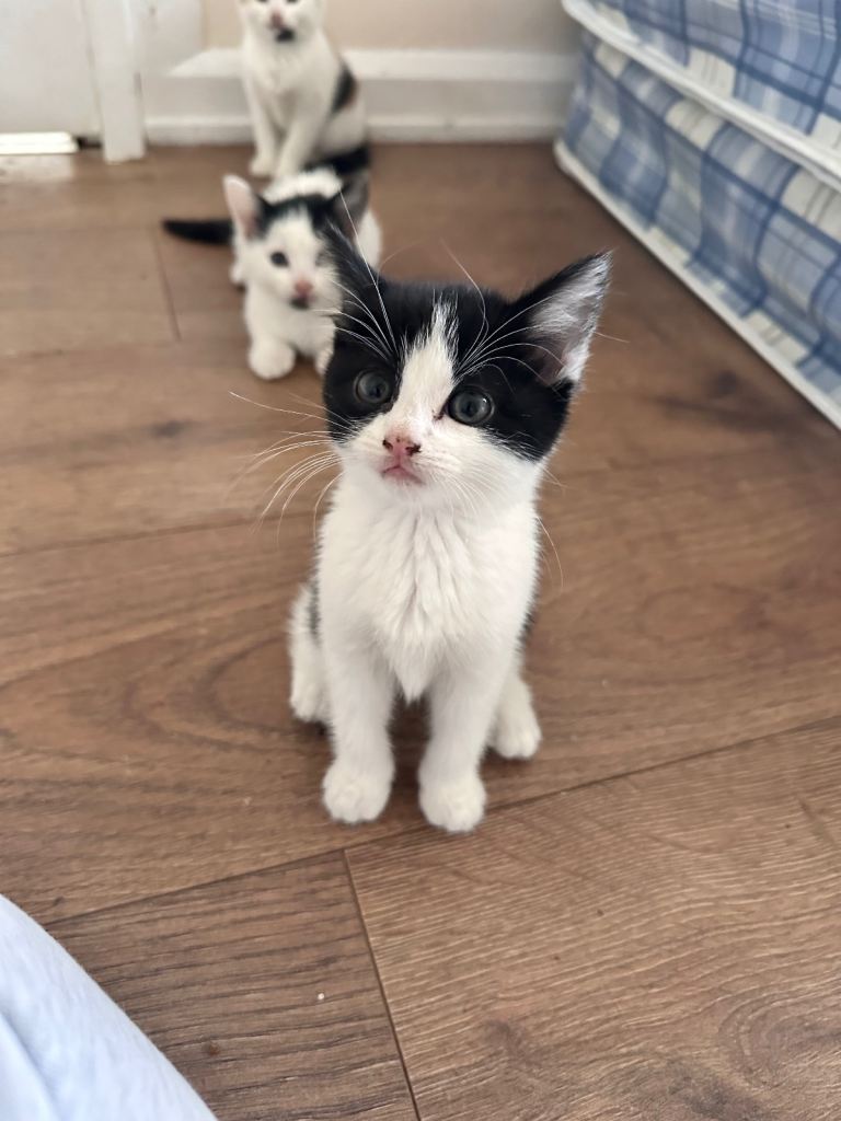 Beautiful little kittens