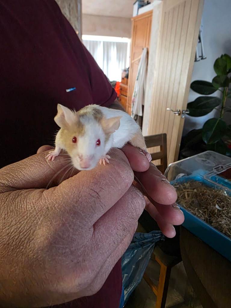 2 female fancy mice