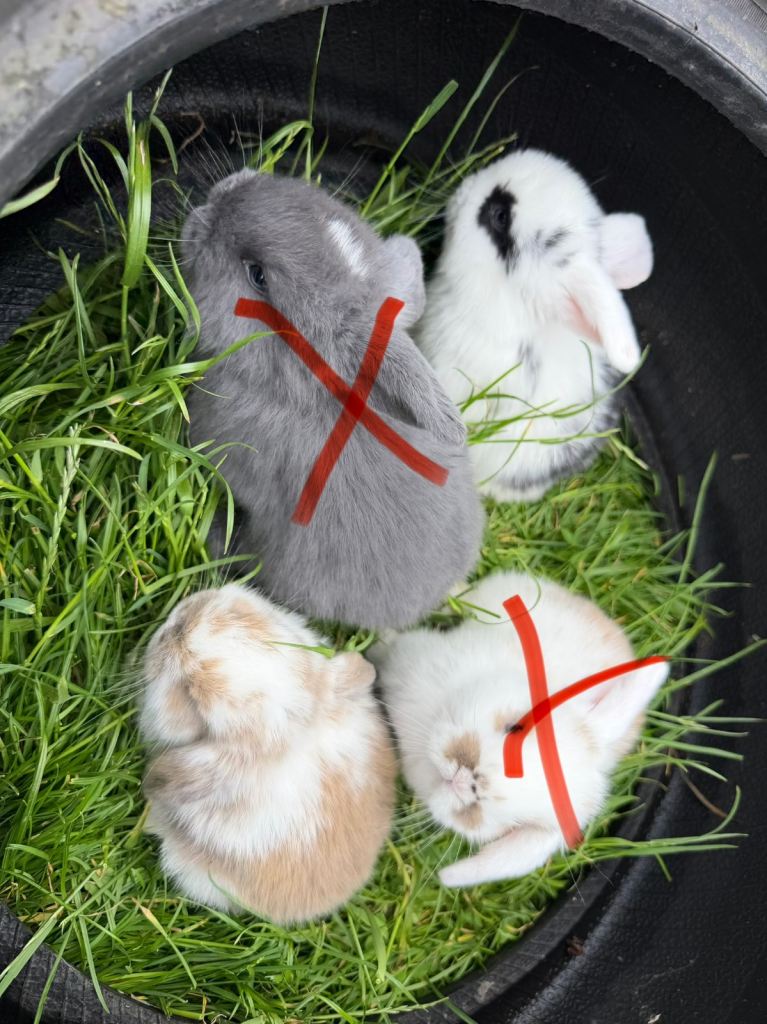 Lop bunnies 