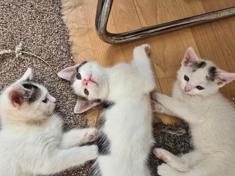 Adorable 9-Week-Old Kittens Looking for Loving Homes . Only boy still available.
