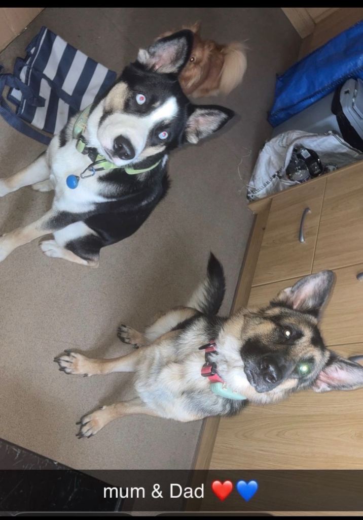 German Shepherd x Husky Puppies – Born 5th August 2026