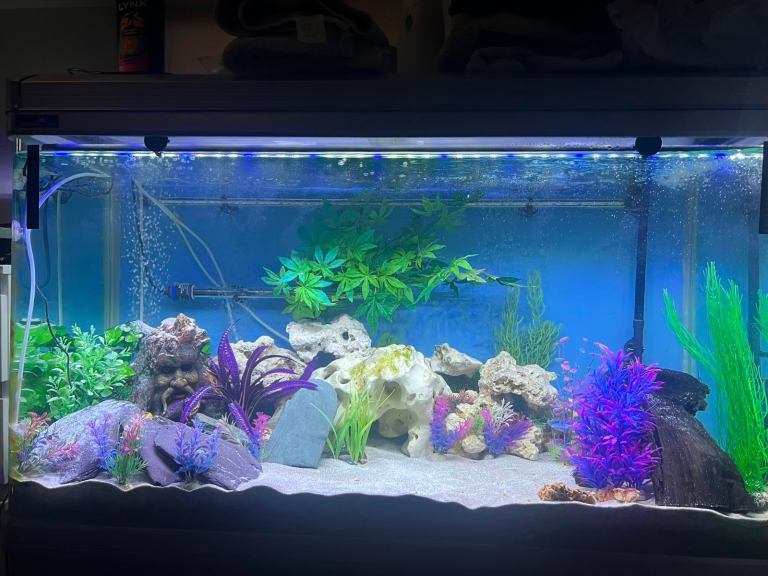 Tropical fish tank 