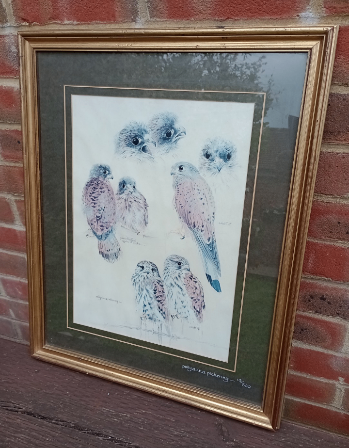 Kestrel Birds of Prey Sketches by Pollyanna Pickering Ltd Edition