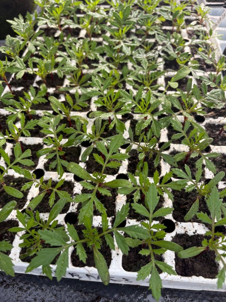 Marigolds plug plants 