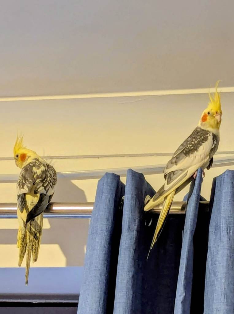 Beautiful Cockatiel Pair – Loving, Bonded Companions 🐦🐦