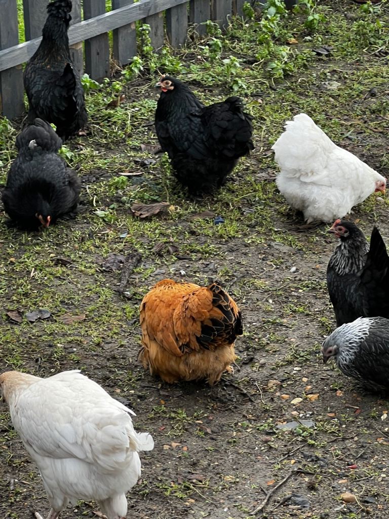 Pekin Bantam and Japanese Bantam Chickens 