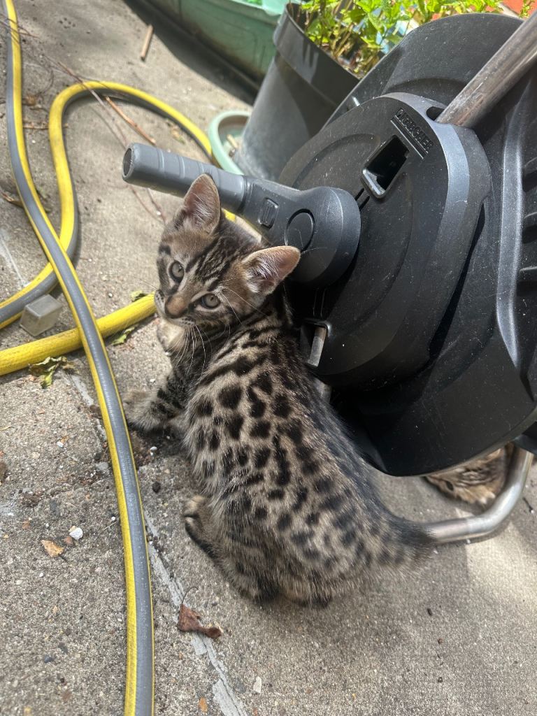 Addorable kittens for sale 