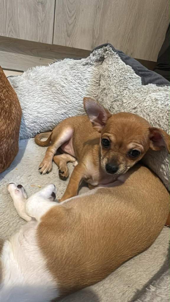 Female chihuahua puppy