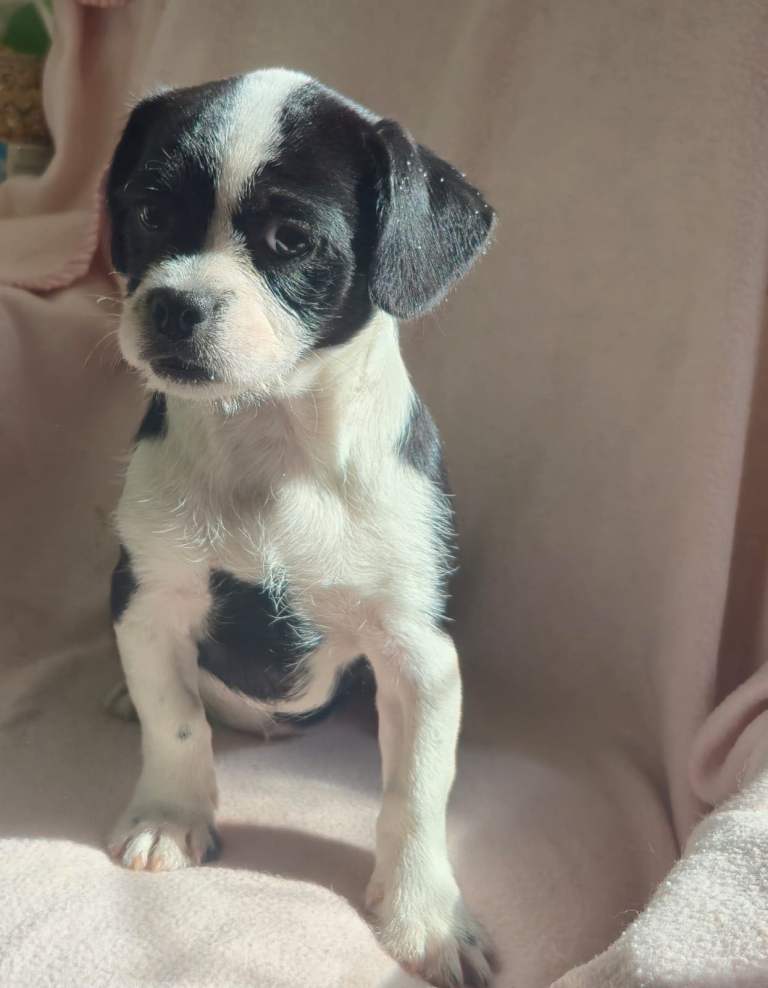 Beautiful pug cross mix breed 
