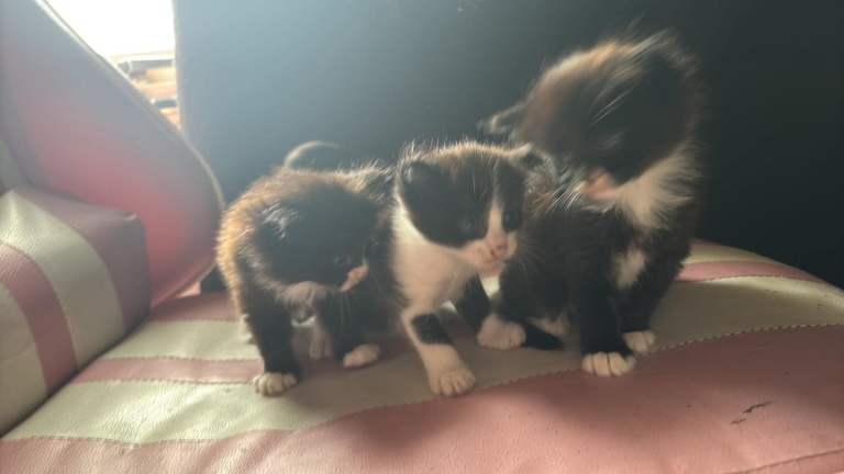 Kittens for sale.  2 boys 1 femal
